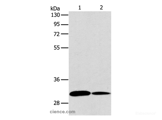 Western Blot analysis of NIH/3T3 and A172 cell using ATG5 Polyclonal Antibody at dilution of 1:475