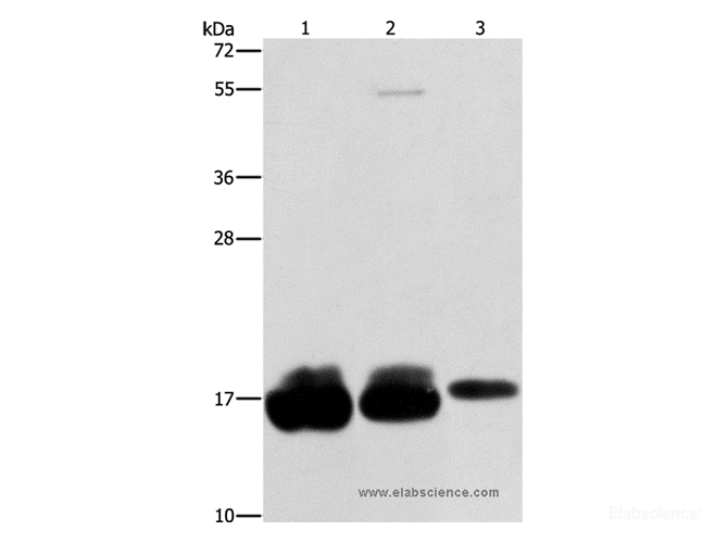 Western Blot analysis of Hela, hepg2 and A375 cell using IFITM3 Polyclonal Antibody at dilution of 1:500