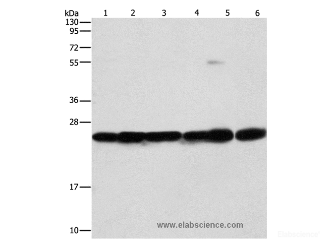 Western Blot analysis of Mouse liver and brain tissue, 293T, A549, A431 and PC3 cell using SIGMAR1 Polyclonal Antibody at dilution of 1:310