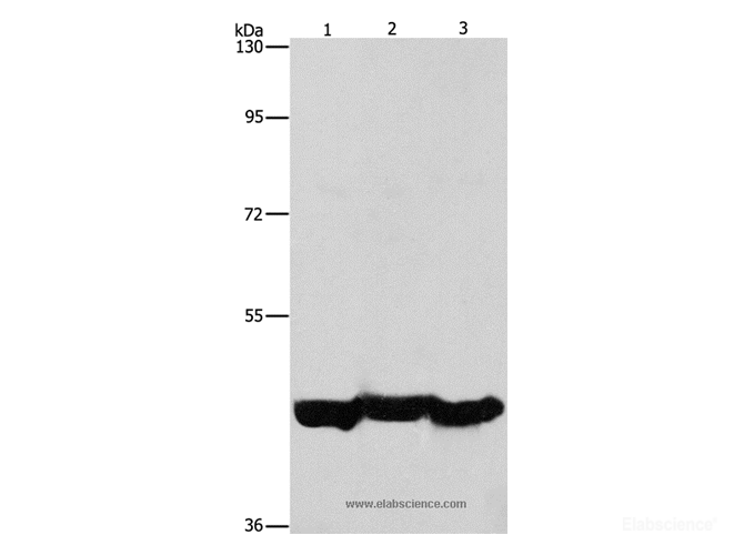 Western Blot analysis of A549 cell and Mouse liver tissue, hepG2 cell using PGK1 Polyclonal Antibody at dilution of 1:1000