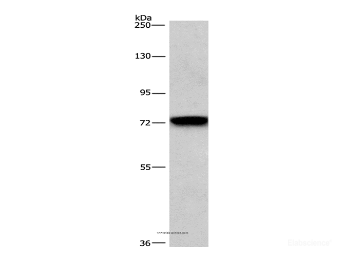 Western Blot analysis of NIH/3T3 cell using CD239 Polyclonal Antibody at dilution of 1:476
