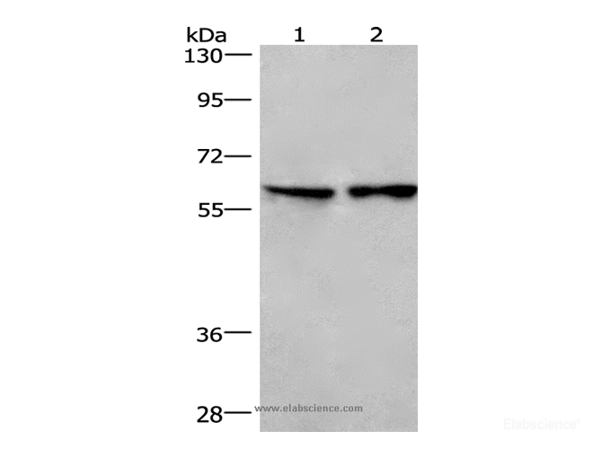 Western Blot analysis of Lovo cell and Mouse lung tissue using CD244 Polyclonal Antibody at dilution of 1:526