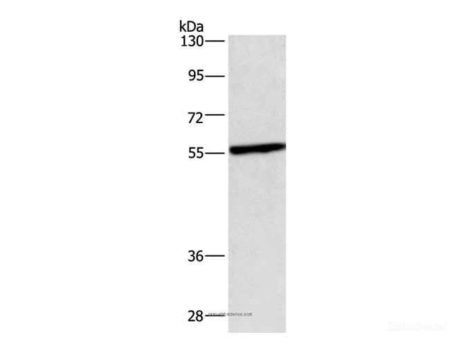 Western Blot analysis of Hela cell using CEP55 Polyclonal Antibody at dilution of 1:550