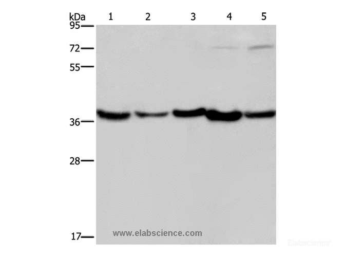 Western Blot analysis of Human fetal liver, Mouse skeletal muscle and heart tissue, Hela and Jurkat cell using DNAJB4 Polyclonal Antibody at dilution of 1:200