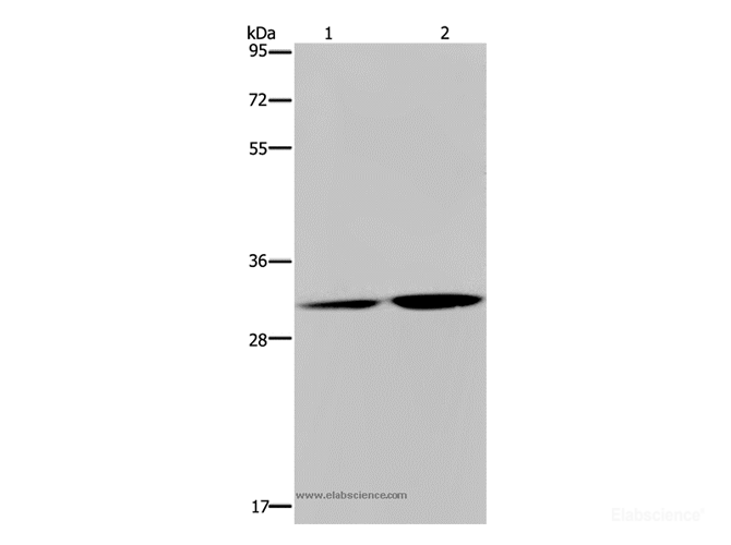 Western Blot analysis of HT-29 cell and Human placenta tissue using DNASE1L3 Polyclonal Antibody at dilution of 1:450