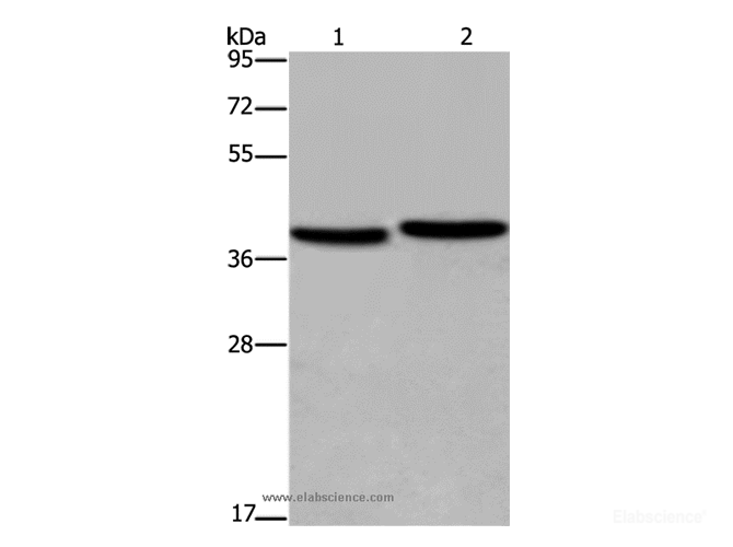 Western Blot analysis of MCF-7 and NIH/3T3 cell using FHL1 Polyclonal Antibody at dilution of 1:400