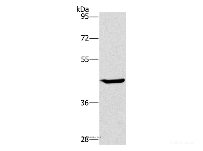 Western Blot analysis of HT-29 cell using GCK Polyclonal Antibody at dilution of 1:450