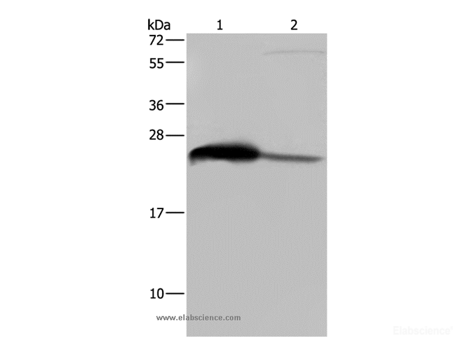 Western Blot analysis of Human testis tissue and HepG2 cell using GSTA3 Polyclonal Antibody at dilution of 1:250