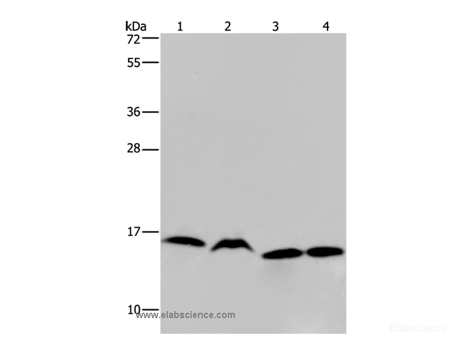 Western Blot analysis of K562, Raji, Hela and 293T cell using HIST1H2AH Polyclonal Antibody at dilution of 1:250