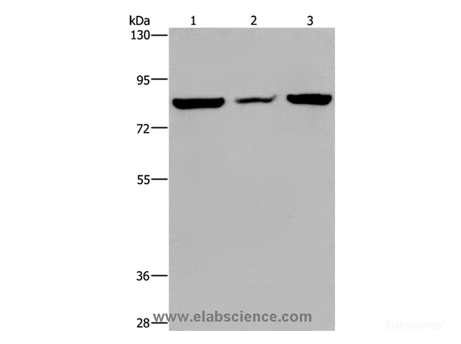 Western Blot analysis of A549 cell, Mouse heart tissue and Hela cell using P3H3 Polyclonal Antibody at dilution of 1:300