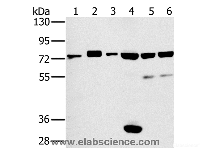 Western Blot analysis of Hela and huvec cell, Mouse thymus tissue, PC3 and A549 cell using CD44 Polyclonal Antibody at dilution of 1:800