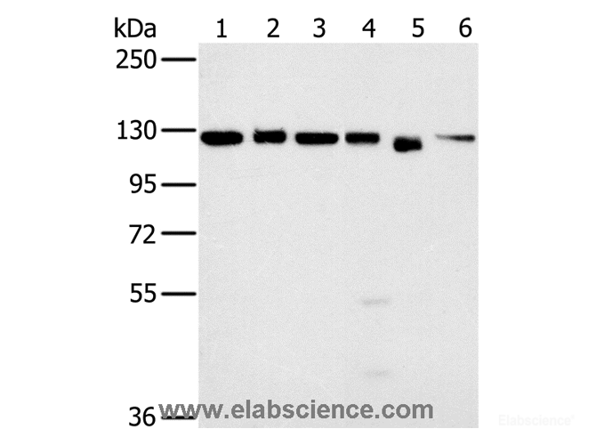Western Blot analysis of 293T, K562, hela, 231, Jurkat and NIH/3T3 cell using MATR3 Polyclonal Antibody at dilution of 1:500