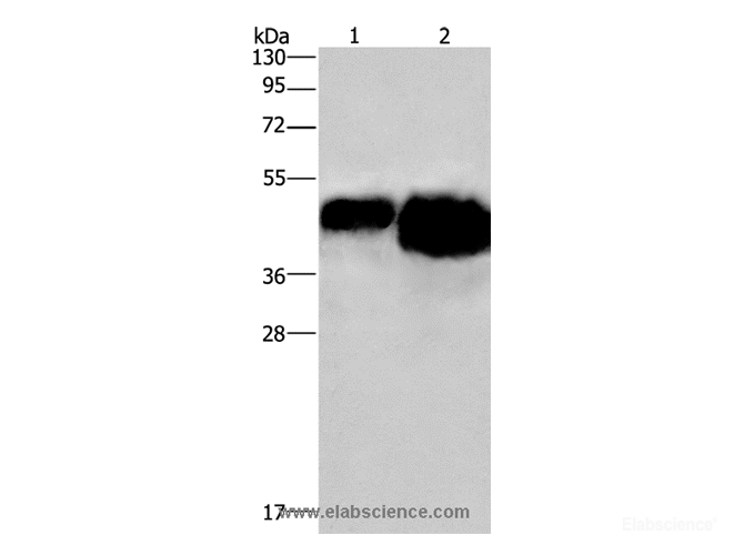 Western Blot analysis of 0.4ug and 0.8ug OVAL protein using OVAL Polyclonal Antibody at dilution of 1:500