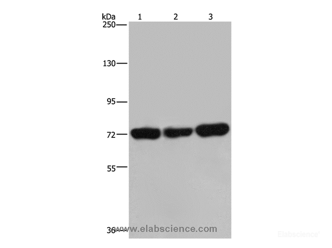 Western Blot analysis of 293T, Jurkat and Hela cell using PCK2 Polyclonal Antibody at dilution of 1:600