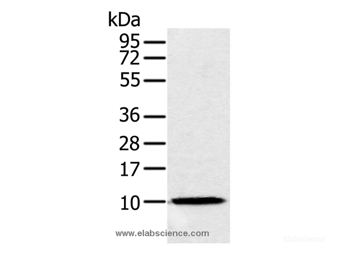 Western Blot analysis of Raw264.7 cell using NDUFA2 Polyclonal Antibody at dilution of 1:300