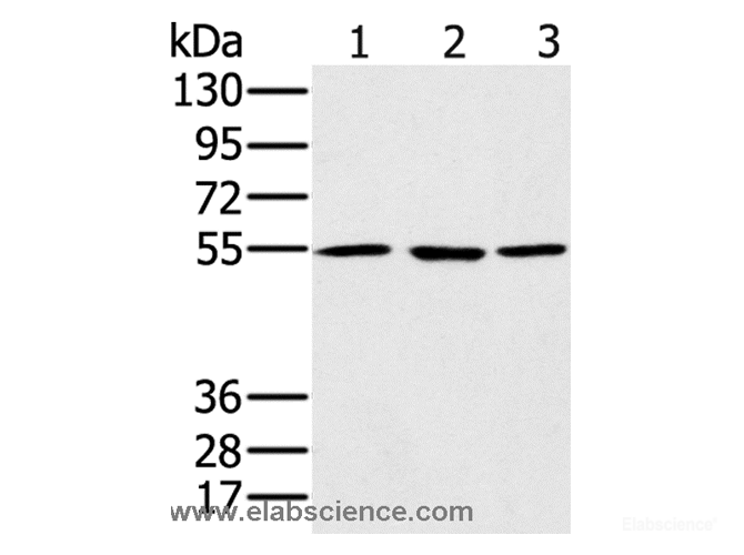 Western Blot analysis of A549, hela and NIH/3T3 cell using PSMC1 Polyclonal Antibody at dilution of 1:500