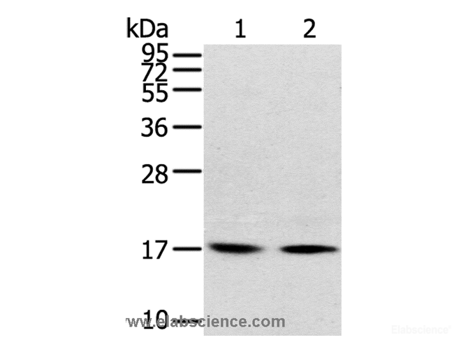 Western Blot analysis of Human normal liver tissue and hepg2 cell using RPLP1 Polyclonal Antibody at dilution of 1:400