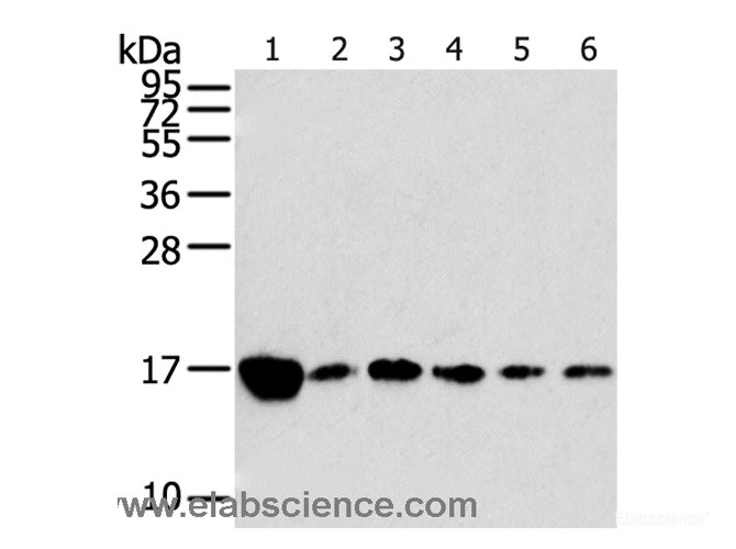 Western Blot analysis of Raji, K562, A549, hepg2, PC3 and hela cell using RPLP2 Polyclonal Antibody at dilution of 1:800