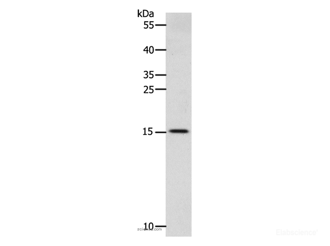 Western Blot analysis of Human fetal brain tissue using CST3 Polyclonal Antibody at dilution of 1:2400