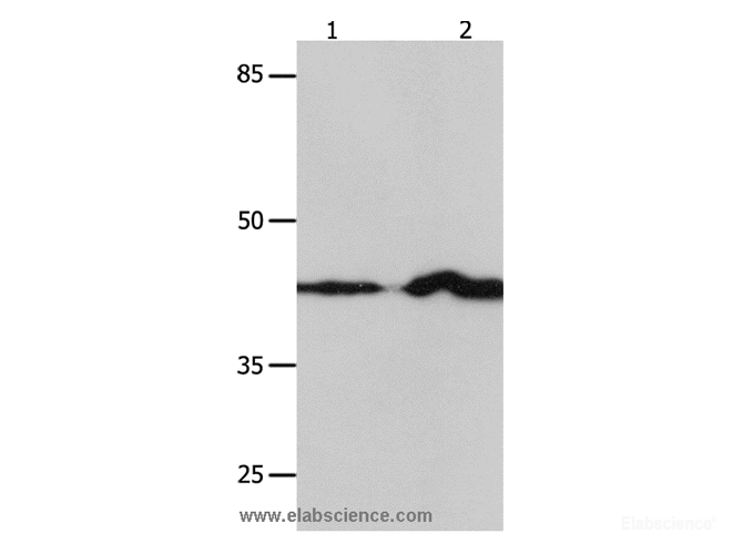 Western Blot analysis of NIH/3T3 and Jurkat cell using IRF1 Polyclonal Antibody at dilution of 1:750