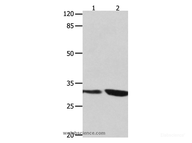 Western Blot analysis of 293T and Jurkat cell using YWHAG Polyclonal Antibody at dilution of 1:800