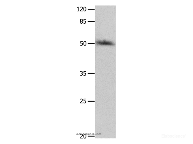 Western Blot analysis of HT-29 cell using P2RY2 Polyclonal Antibody at dilution of 1:500
