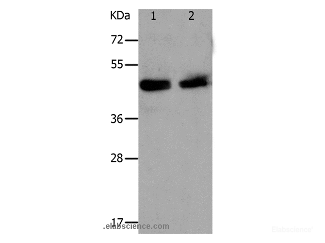 Western Blot analysis of Hela and A549 cell using PAWR Polyclonal Antibody at dilution of 1:1200