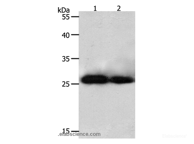 Western Blot analysis of Hela and 293T cell using PRDX3 Polyclonal Antibody at dilution of 1:800