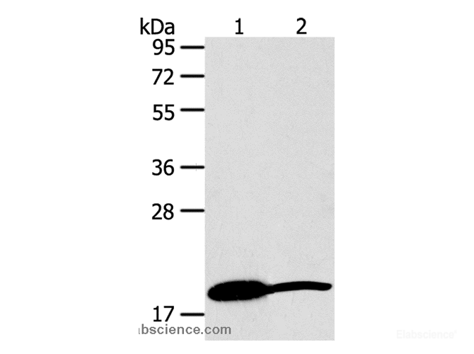 Western Blot analysis of Mouse heart and liver tissue using GDF2 Polyclonal Antibody at dilution of 1:200