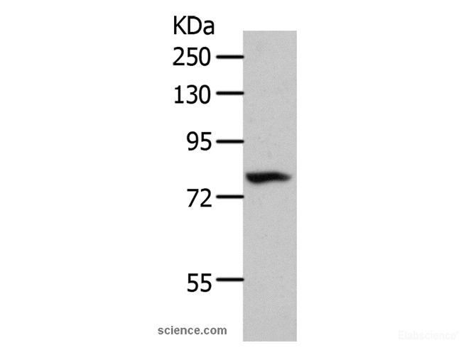 Western Blot analysis of 293T cell using CD10 Polyclonal Antibody at dilution of 1:700