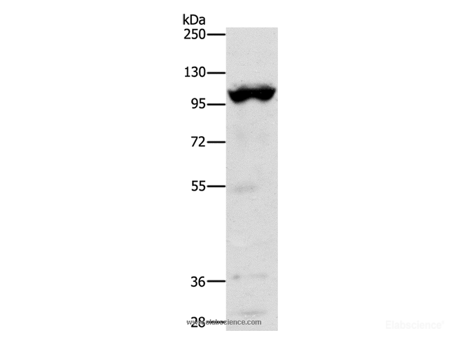Western Blot analysis of Mouse heart tissue using TRPM5 Polyclonal Antibody at dilution of 1:1200