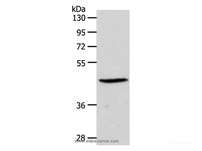 Western Blot analysis of PC3 cell using EDG3 Polyclonal Antibody at dilution of 1:550