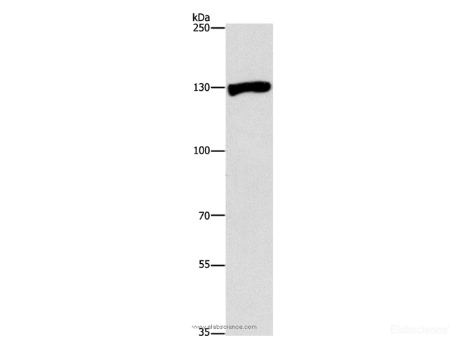 Western Blot analysis of Raji cell using UPF1 Polyclonal Antibody at dilution of 1:300