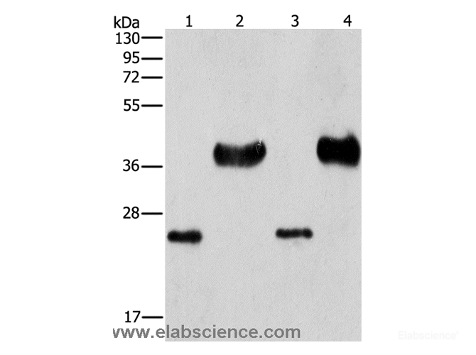 Western Blot analysis of Mouse liver tissue and k562 cell, hela and 293T cell using LIN28B Polyclonal Antibody at dilution of 1:550