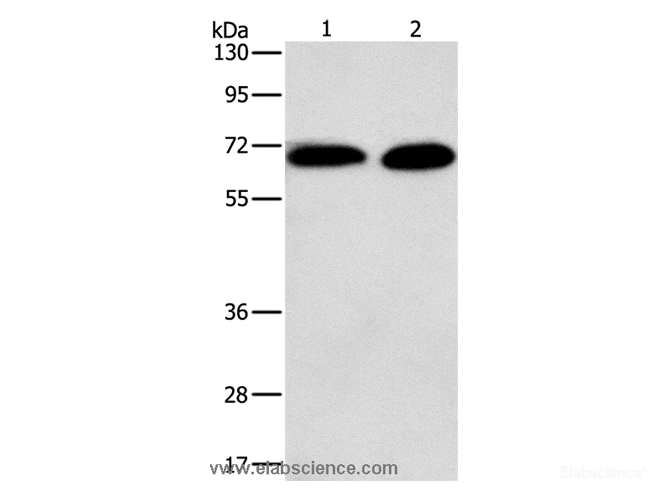 Western Blot analysis of Jurkat and NIH/3T3 cell using PRKCA Polyclonal Antibody at dilution of 1:500