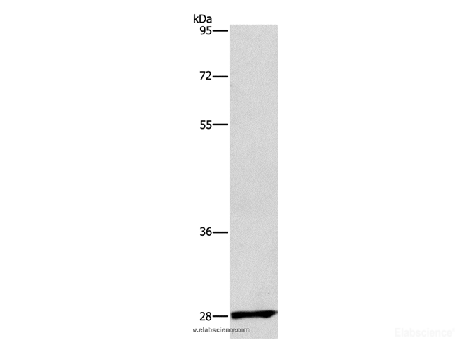 Western Blot analysis of Raw264.7 cell using CD48 Polyclonal Antibody at dilution of 1:550
