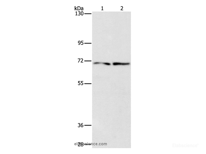 Western Blot analysis of HepG2 and 293T cell using IFT74 Polyclonal Antibody at dilution of 1:1400