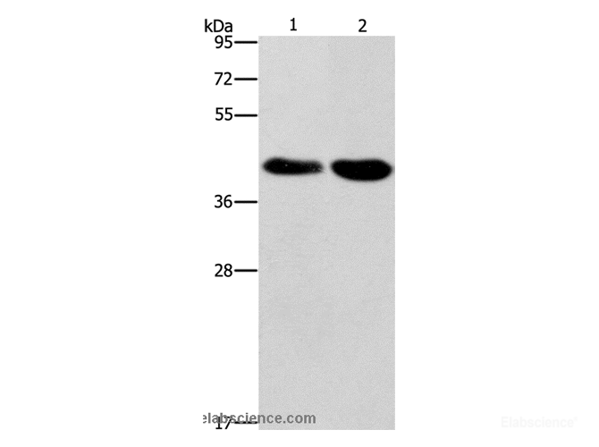 Western Blot analysis of Raji and 293T cell using STK17A Polyclonal Antibody at dilution of 1:900