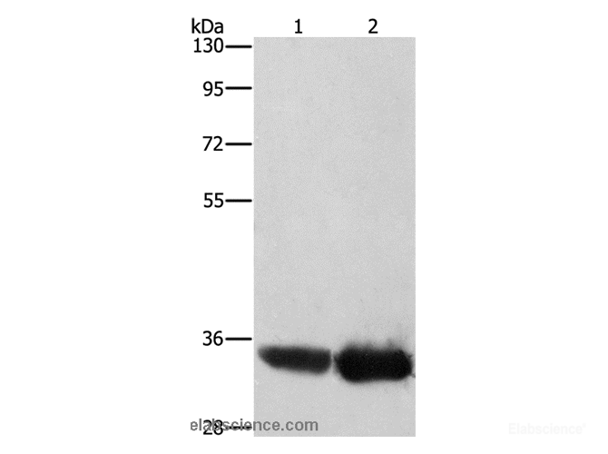 Western Blot analysis of Hela and hepG2 cell using AIMP1 Polyclonal Antibody at dilution of 1:400