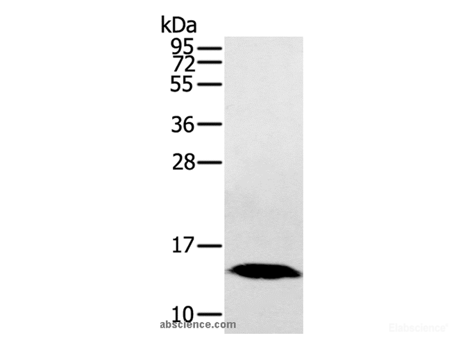 Western Blot analysis of Human fetal liver tissue using HINT1 Polyclonal Antibody at dilution of 1:200