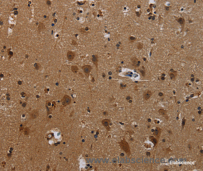 Immunohistochemistry of paraffin-embedded Human brain tissue using PCDHB11 Polyclonal Antibody at dilution 1:50