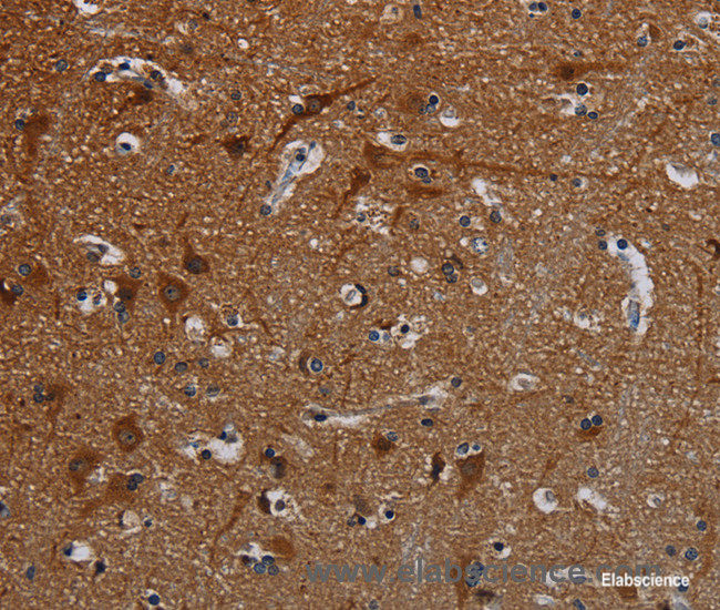 Immunohistochemistry of paraffin-embedded Human brain tissue using PCDHB15 Polyclonal Antibody at dilution 1:50
