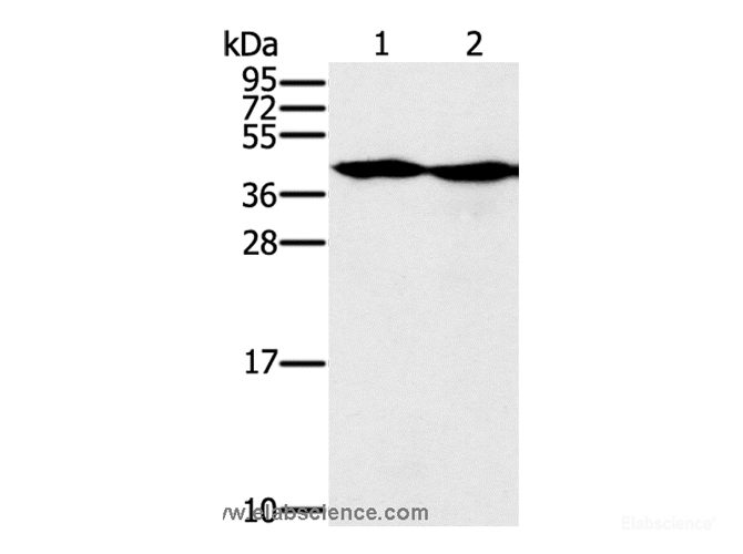 Western Blot analysis of Hepg2 and k562 cell using MORF4L1 Polyclonal Antibody at dilution of 1:400