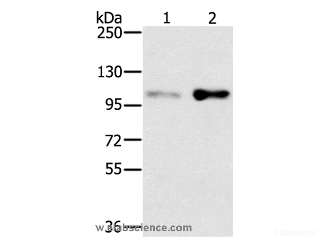 Western Blot analysis of HT-29 and 293T cell using SLTM Polyclonal Antibody at dilution of 1:400