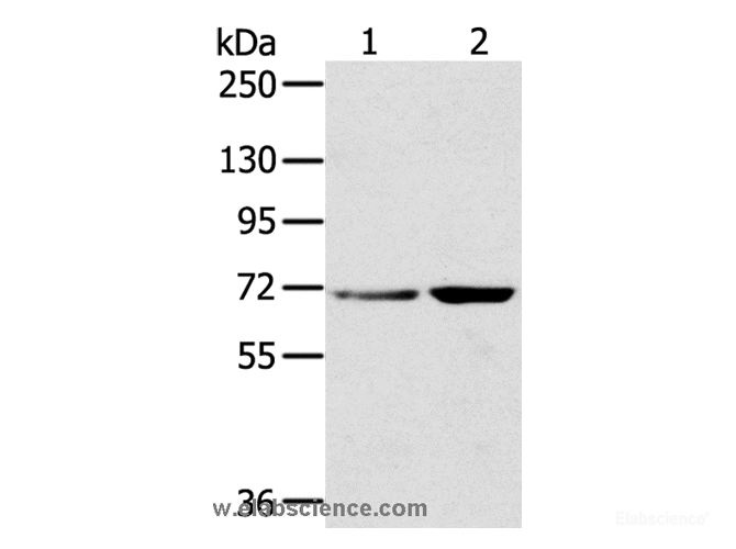 Western Blot analysis of Hela and 293T cell using SNX2 Polyclonal Antibody at dilution of 1:300