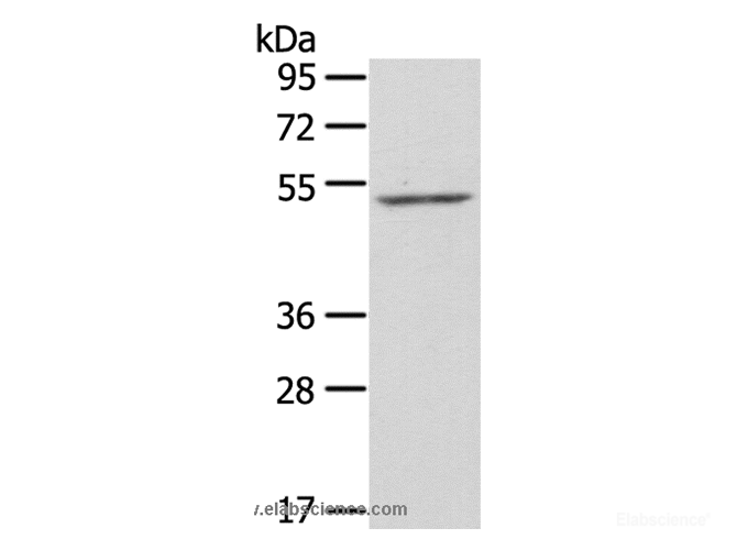Western Blot analysis of NIH/3T3 cell using ZFP36L2 Polyclonal Antibody at dilution of 1:550