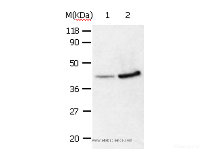 Western Blot analysis of 293T and HepG2 cell using ANXA2 Polyclonal Antibody at dilution of 1:540