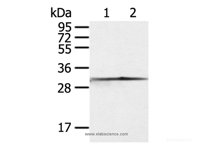 Western Blot analysis of Jurkat and 293T cell using CASP3 Polyclonal Antibody at dilution of 1:300