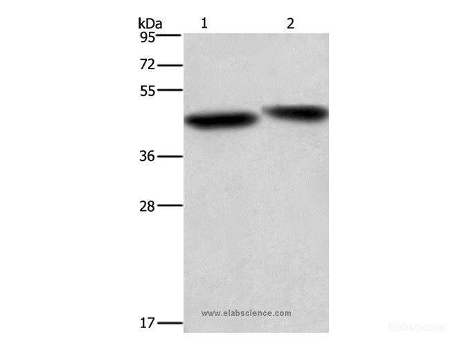 Western Blot analysis of Hela cell and Mouse liver tissue using CASP9 Polyclonal Antibody at dilution of 1:750