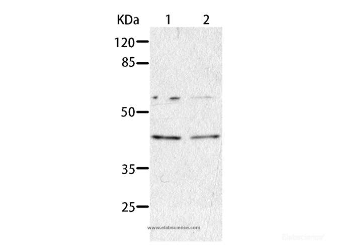 Western Blot analysis of HepG2 and A549 cell using AIMP2 Polyclonal Antibody at dilution of 1:350